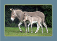 Load image into Gallery viewer, Know Your Donkeys & Mules
