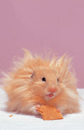 Load image into Gallery viewer, Complete Care Made Easy, Hamsters
