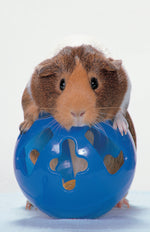 Guinea Pigs