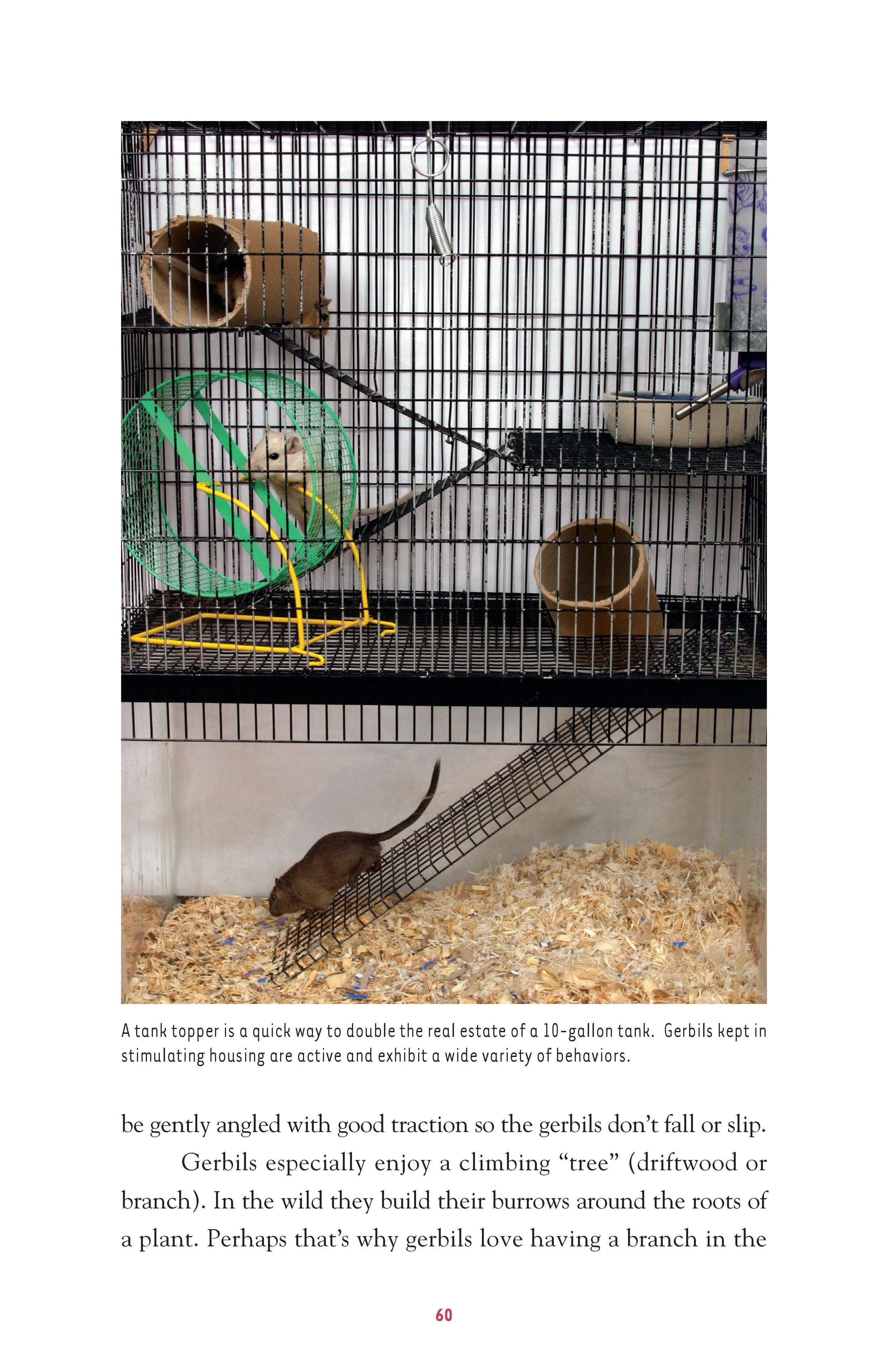 Gerbils