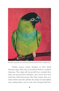 Load image into Gallery viewer, Conures
