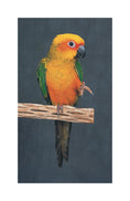 Load image into Gallery viewer, Conures
