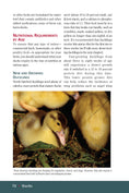 Load image into Gallery viewer, Ducks
