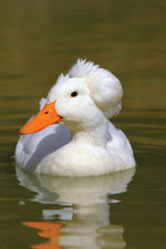 Ducks