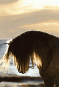 Load image into Gallery viewer, The Horse Book of Lists
