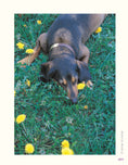 Load image into Gallery viewer, Herbs for Pets
