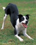 Load image into Gallery viewer, Original Dog Bible
