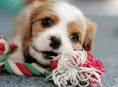 Load image into Gallery viewer, Why Do Dogs Do That?
