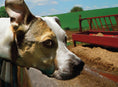 Load image into Gallery viewer, Why Do Dogs Do That?
