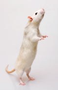 Load image into Gallery viewer, Rats
