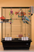 Load image into Gallery viewer, Budgies

