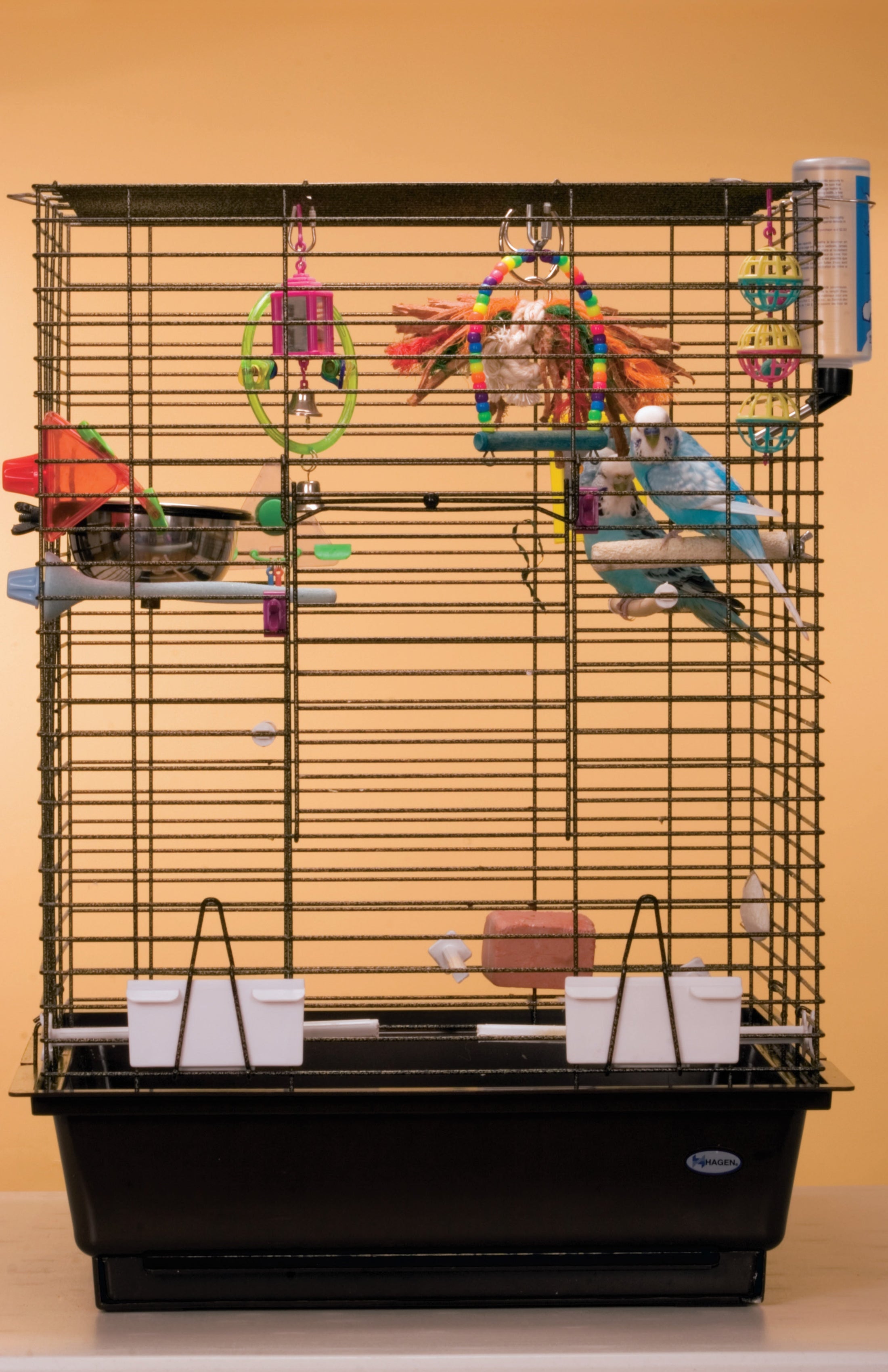 Budgies