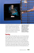 Load image into Gallery viewer, Budgies
