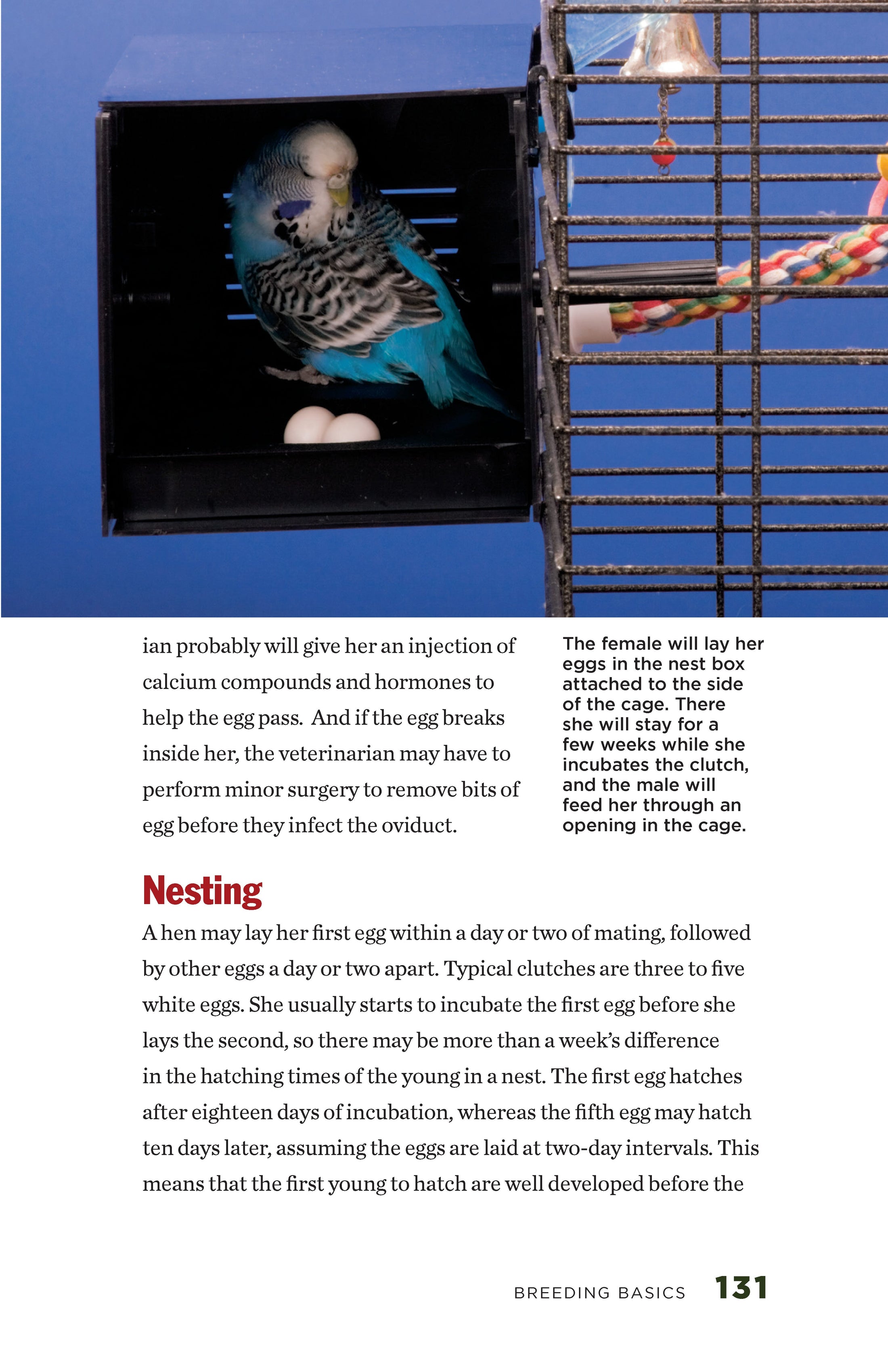 Budgies