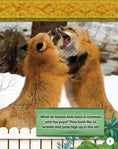 Load image into Gallery viewer, Kids' Backyard Safari: Red Foxes
