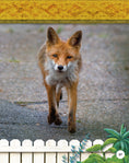 Load image into Gallery viewer, Kids' Backyard Safari: Red Foxes
