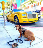 WASTE BAG HOLDER - WILDEST ONE