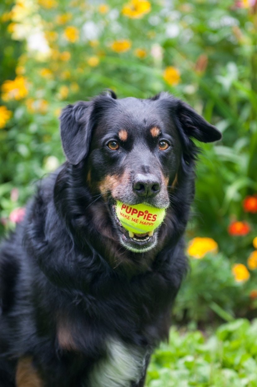 Happy Tennis Ball