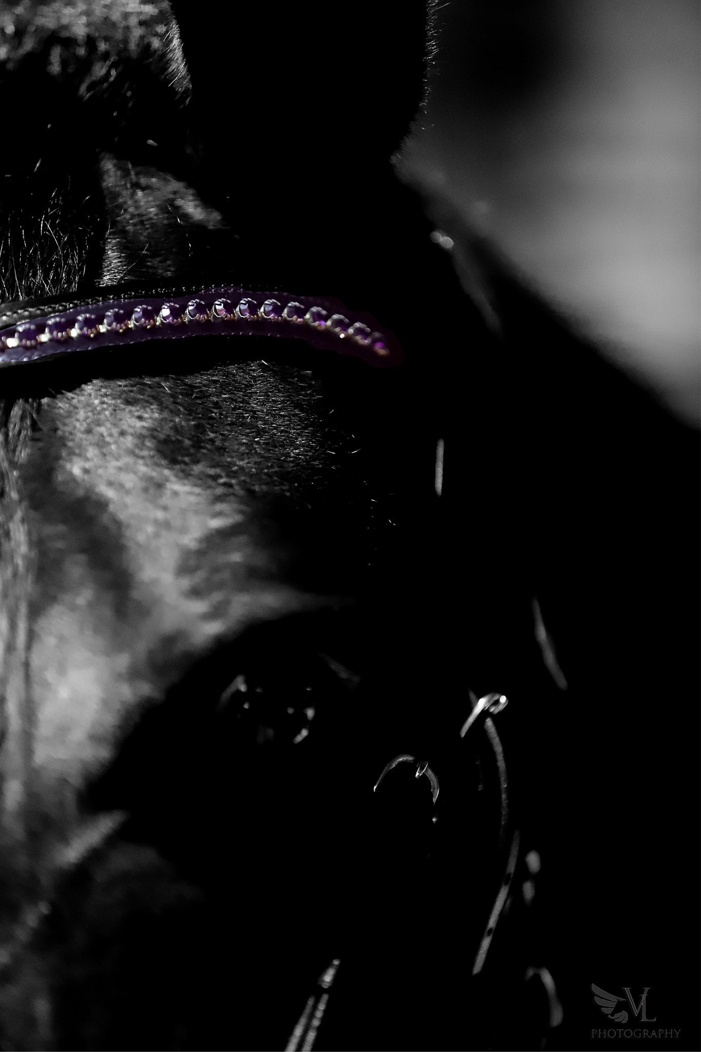 Ultraviolet Browband by Southlake Paws, featuring a vibrant purple design on a horse's bridle.