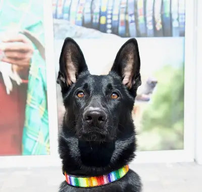TKC Rainbow Beaded Dog Collar