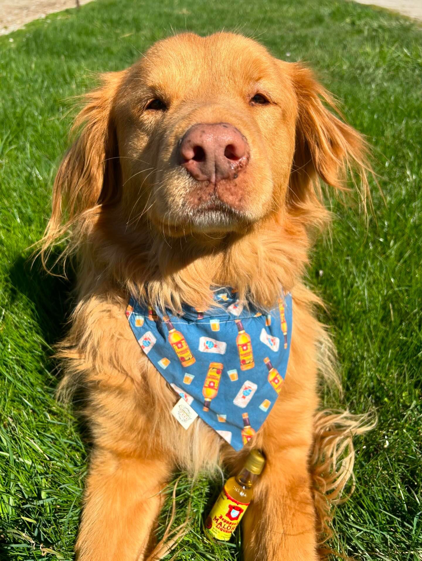 Golden retriever wearing a blue Chicago Handshake Bandana with a fun design, lying on green grass.