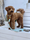 Load image into Gallery viewer, LEASH - DESERT MINT
