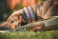 Load image into Gallery viewer, The Candy Dog Collar
