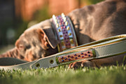 The Candy Dog Collar 