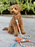 Load image into Gallery viewer, LEASH - VIBRANT SUNSET
