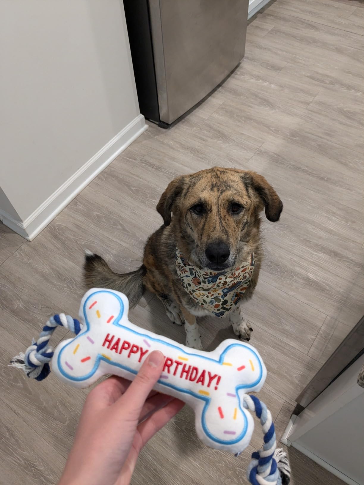 BIRTHDAY BONE - Southlake Paws