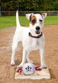Load image into Gallery viewer, Houston Astros Nylon Baseball Rope Toy
