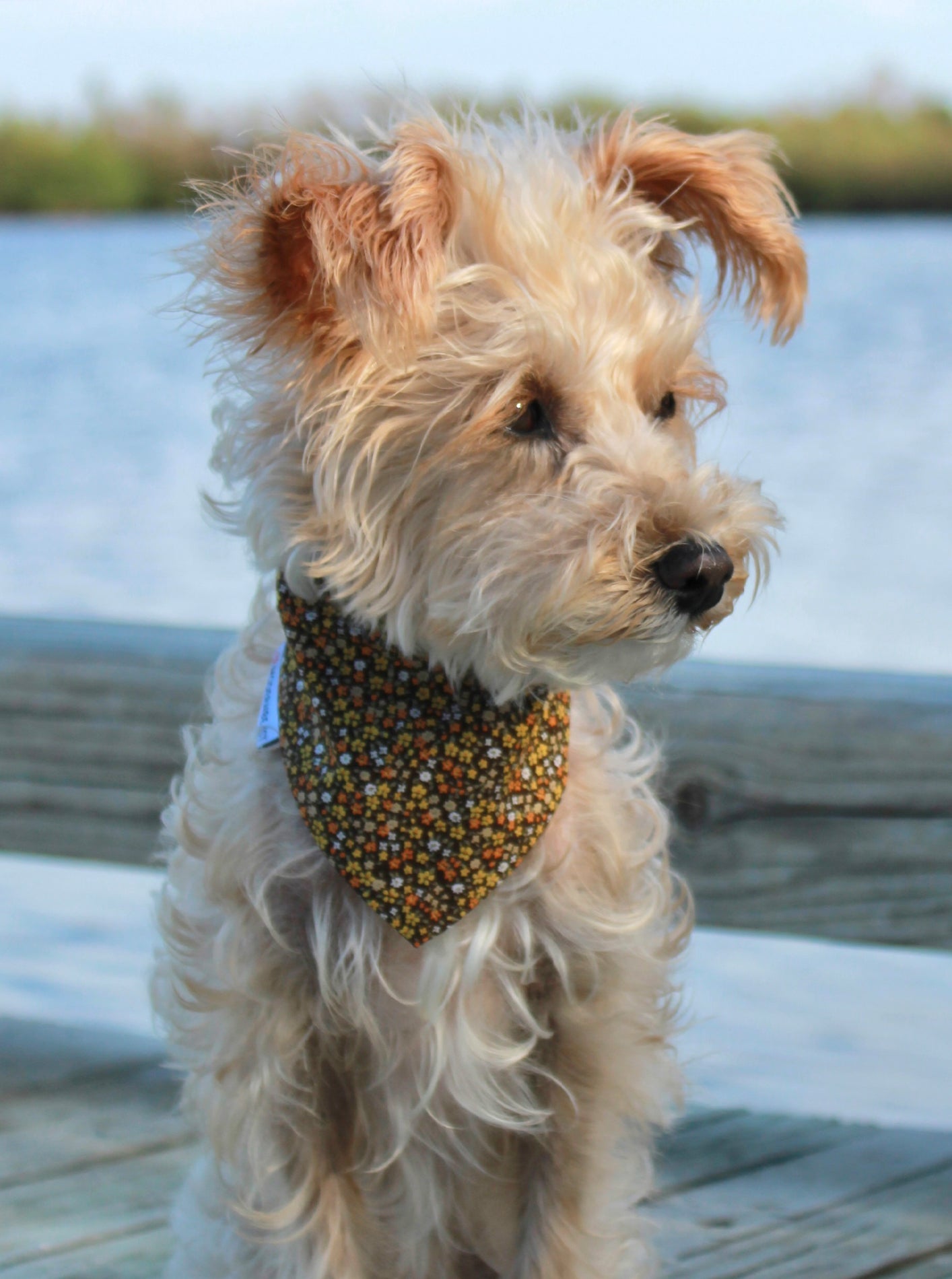 FLORAL BANDANA - Southlake Paws