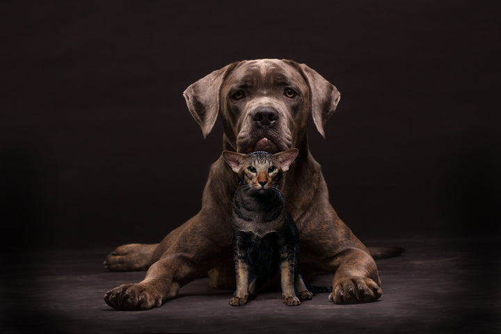 Large dog and small cat sitting together on a dark background