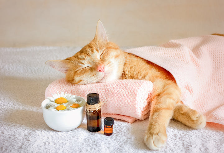 Cat lying on a pink towel with a bowl of eggs and essential oil bottles on a white surface.
