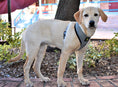 Load image into Gallery viewer, EcoBark Gray Dog Harness - Over-the-Head Dog Soft Mesh Vest Halter for Small to Medium Dogs and Puppies

