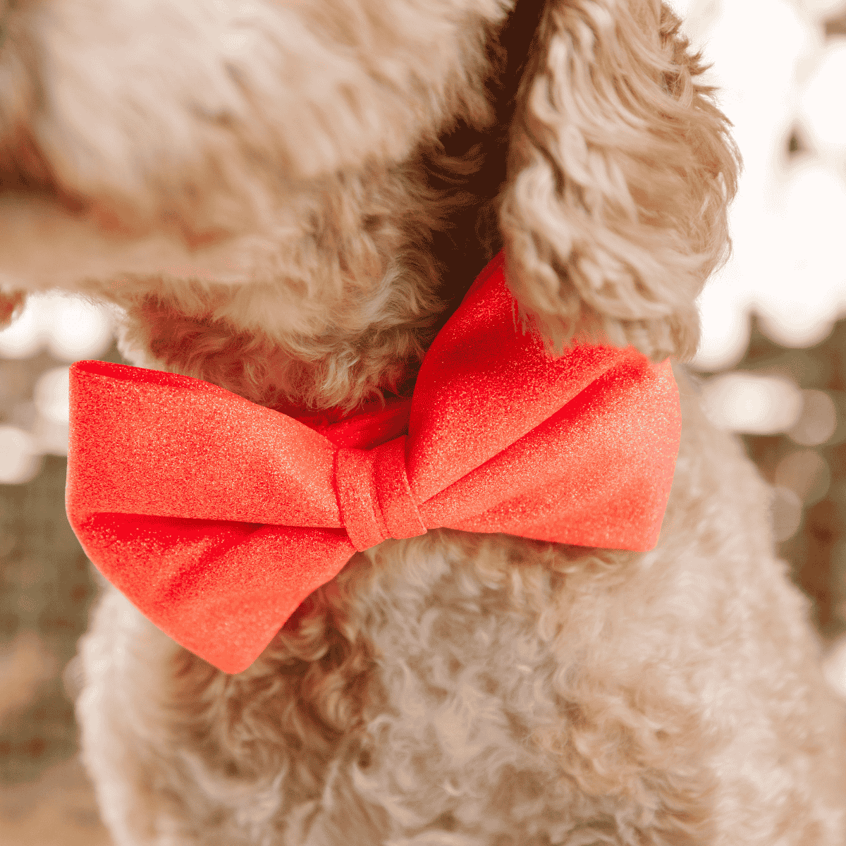 Ambrose Dog Bow Tie