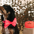 Load image into Gallery viewer, Ambrose Waste Bag Holder & Treat Pouch
