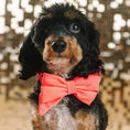 Load image into Gallery viewer, Ambrose Dog Babe Bow
