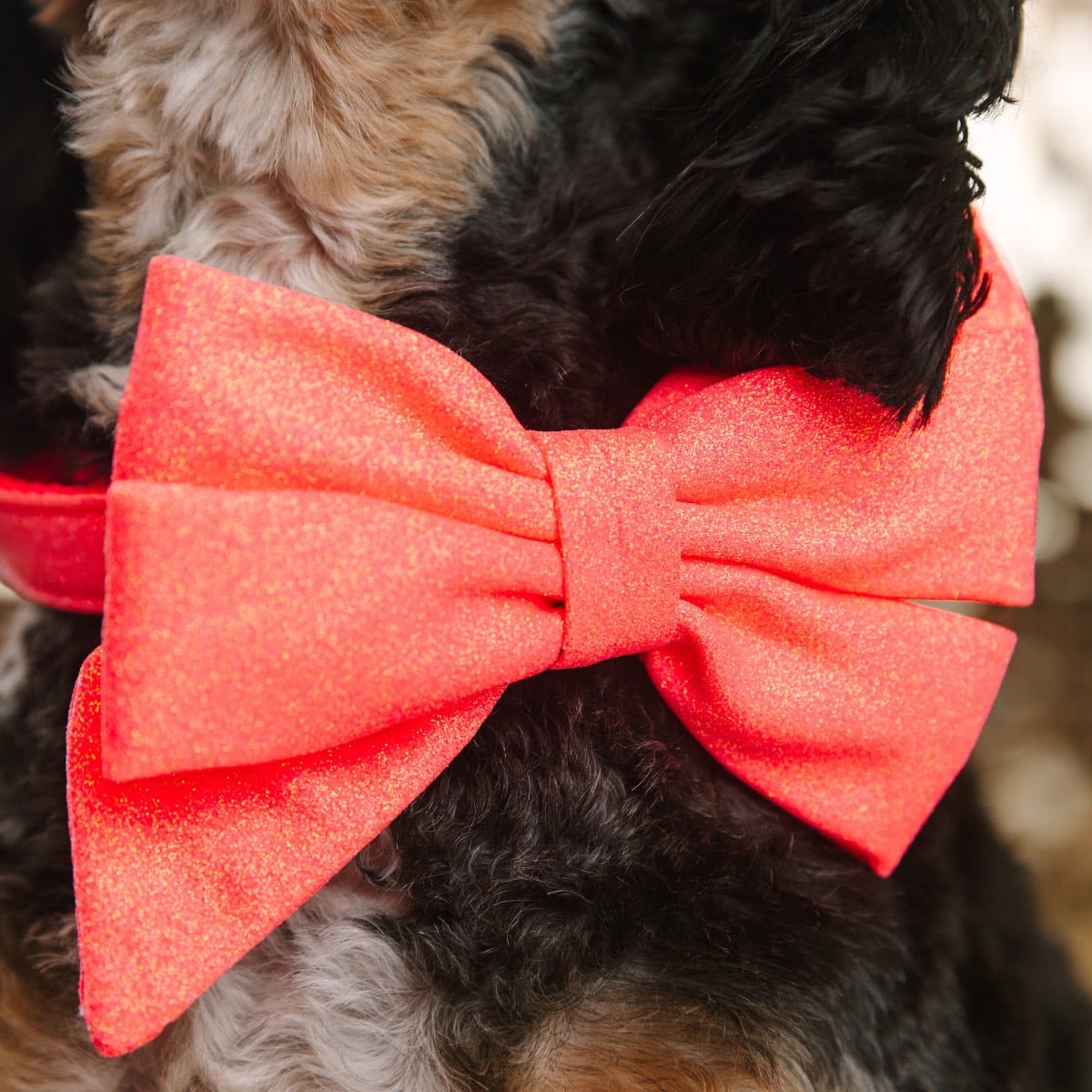 Ambrose Dog Babe Bow