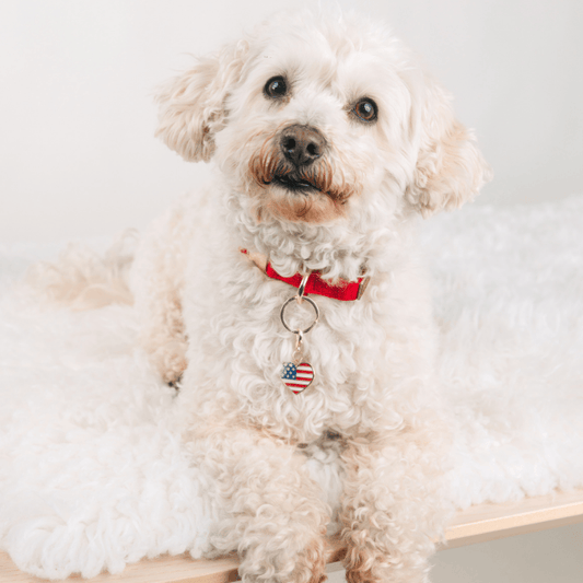 American Heart Pet Charm