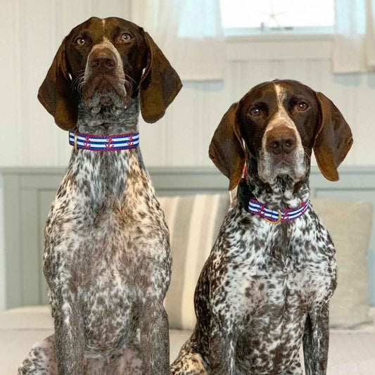 Up Country Anchors Aweigh Cast Brass Dog Collar