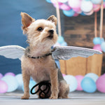 Angel Wing