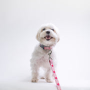 Anime Hearts Printed Dog Collar