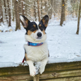 Load image into Gallery viewer, Aprs Ski Dog Collar
