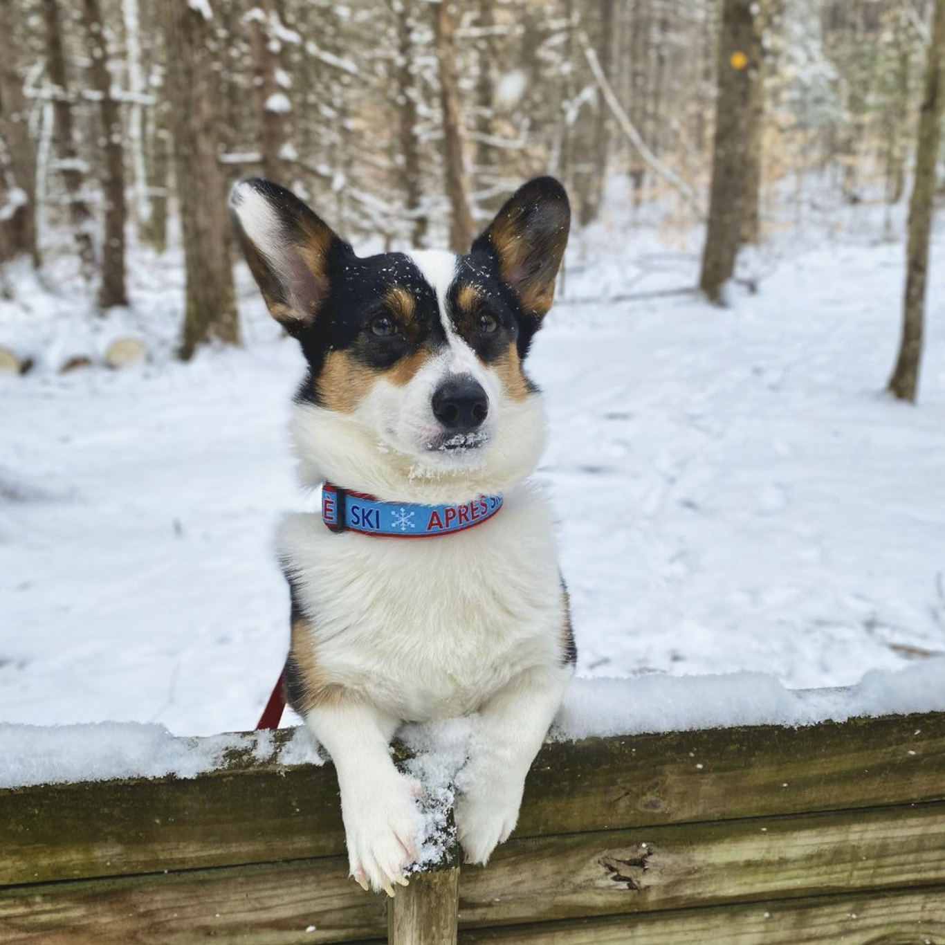 Aprs Ski Dog Collar