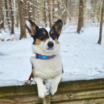 Aprs Ski Dog Collar