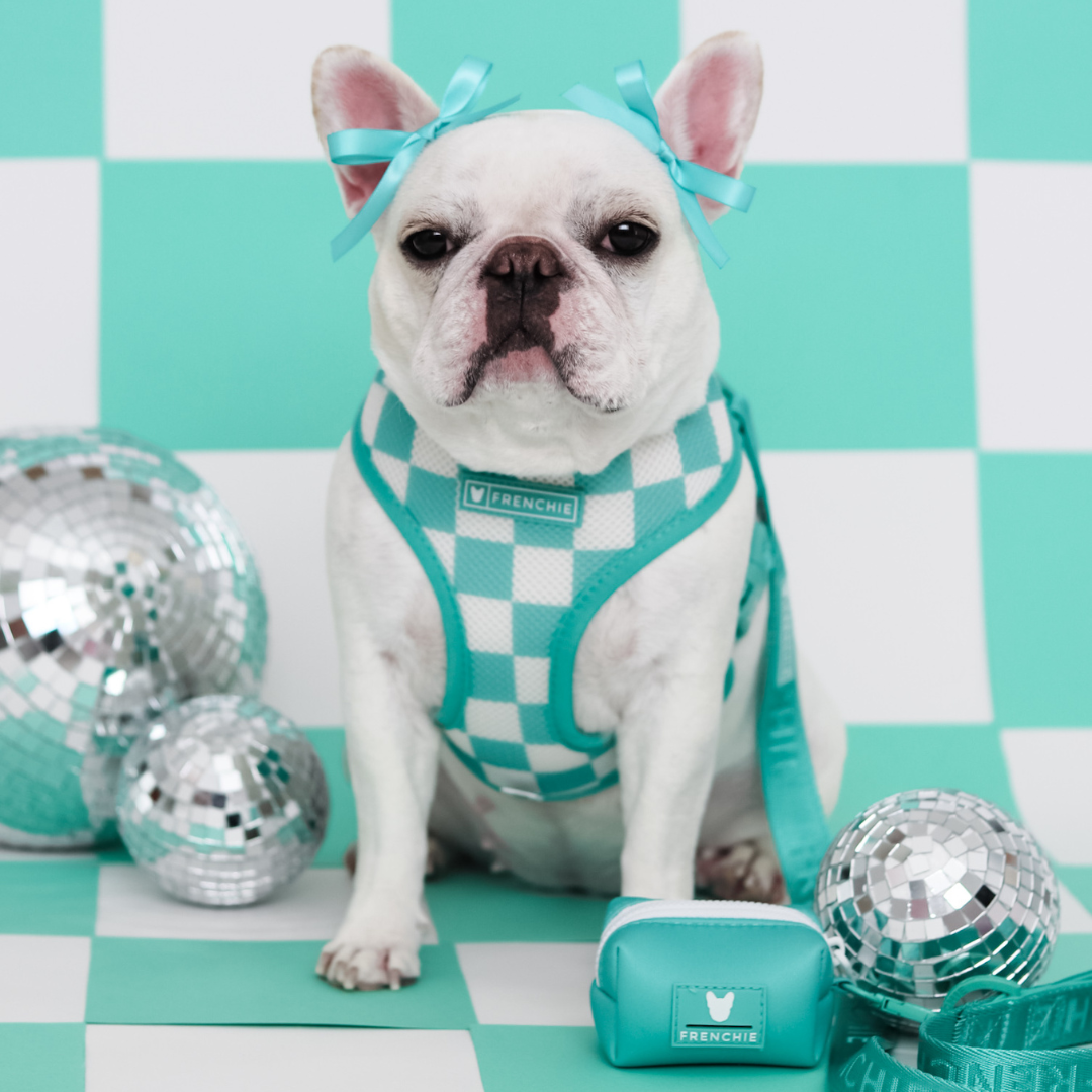Frenchie Duo Reversible Harness - Aqua