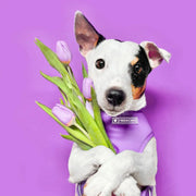 Frenchie Duo Reversible Harness - LA Purple