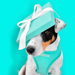 Frenchie Duo Reversible Harness - Aqua