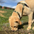 Load image into Gallery viewer, Archie Loves Mud Freedom No-Pull Dog Harness – EarthStyle
